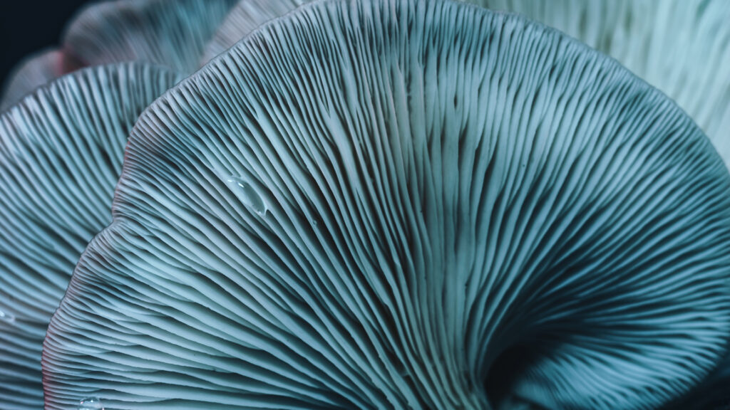 Beautiful mushrooms with color light background texture. Macro Photography view.
